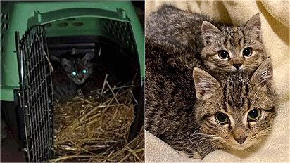 Os gatinhos Hampshire e Shi foram resgatados juntos em Ontário, Canadá, e nunca se separaram.