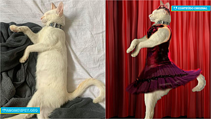 Mulher publica foto do seu gato em grupo do Facebook e pede para os integrantes fazerem uma montagem dele como se fosse uma bailarina. As imagens são hilárias.