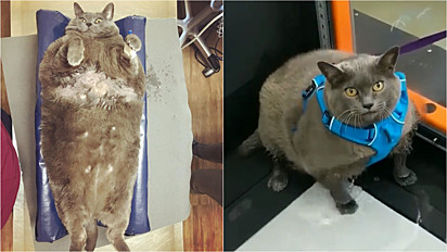 Os antigos donos não conseguiram controlar a obesidade da gata.