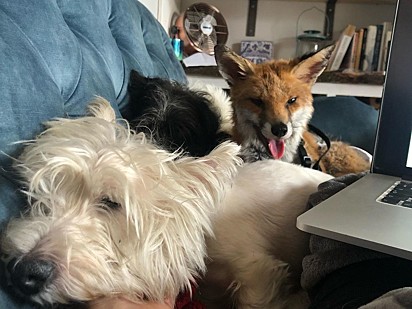 O cachorrinho Jack e a raposa Pumpkin.