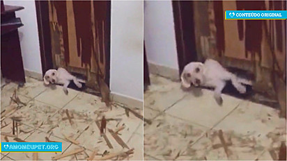Homem filma a destruição que o seu cachorro fez na porta e vídeo viraliza no TikTok.