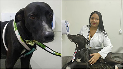 Cachorro de rua entra em clinica veterinária em Juazeiro do Norte, Ceará, com a patinha machucada e ganha tratamento para câncer. 