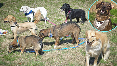 Dona compartilha post para reencontrar os irmãos do seu cachorro e os reúne em uma linda festa.