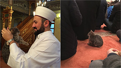 Em Istambul, Turquia uma mesquita permite a entrada de gatos de rua.