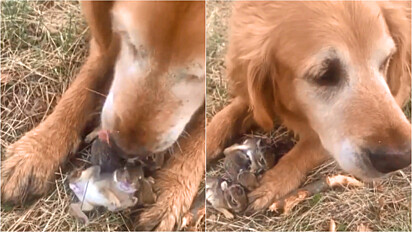 Golden retriever encontra filhotes de coelho durante um passeio com a sua dona e resolve protegê-los.