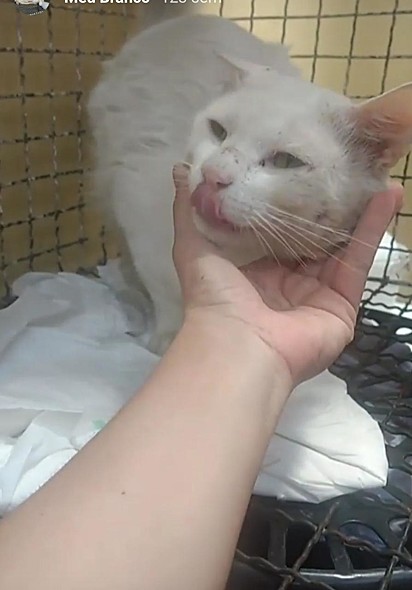O gatinho Branco estava sujo e ferido quando foi encontrado por Denise.