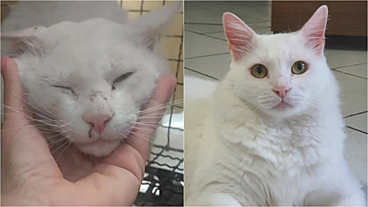Antes (à esquerda) e depois (à direita) do gatinho Branco. 