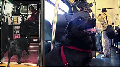 Cadela embarca em ônibus municipal sozinha caso o seu dono demore para levá-la ao parque.