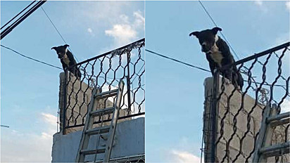 Cão que estava enrolado em fios de poste em cima de muro é resgatado.