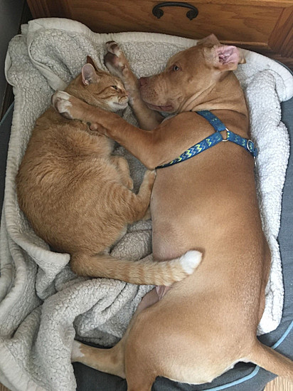 Na imagem, o gato Oscar e Dexter aparecem abraçados. O cão Dexter faleceu em 2019.