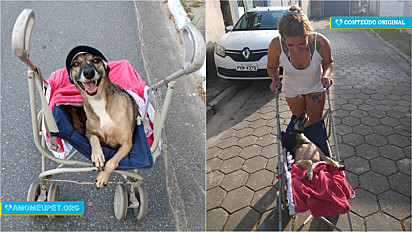 Cachorrinha paraplégica vive feliz em novo lar após ser resgatada das ruas.