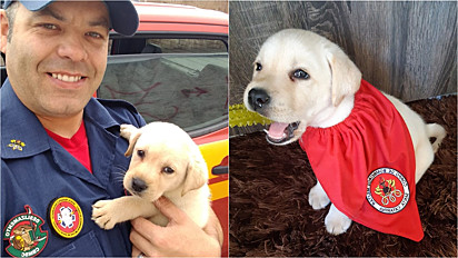 Filhote de labrador iniciará treinamento como cão de resgate dos bombeiros em Santa Catarina.