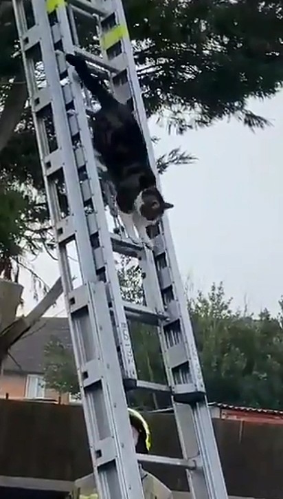 O Corpo de Bombeiros foi acionado para resgatar o felino.