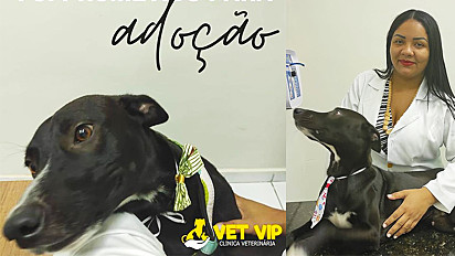 O vira-lata entrou em uma clínica veterinária em Juazeiro do Norte, Ceará, para pedir ajuda por estar doente.