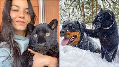Mulher salva vida de pantera na Rússia e felina se torna melhor amiga de rottweiler.