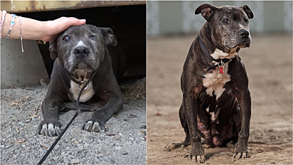 Vivendo 9 anos pelas ruas de Los Angeles, Califórnia (EUA), cadela é resgata e recebe os melhores dias da sua vida.