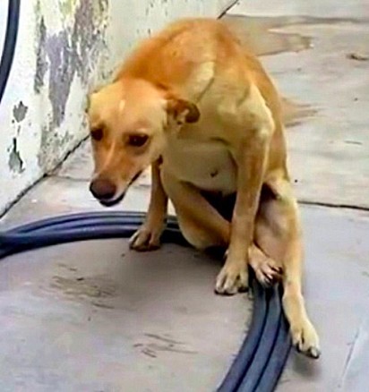A cadela foi encontrada com uma grave lesão na coluna. 