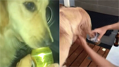 Jovem de 20 anos é suspeito de dar bebida alcoólica para golden retriever em Maringá, Paraná.