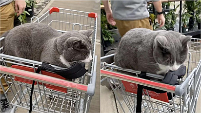 Christine Gray estava pronta para ir embora da loja de jardinagens quando foi surpreendida pelo mascote do local, o gato Boots. 