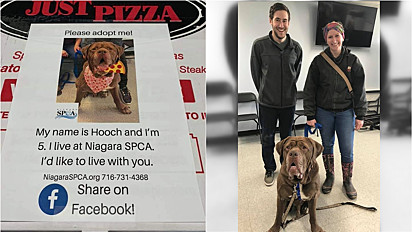 Com a parceria do abrigo de animais Niagara SPCA e da pizzaria Just Pizza & Wing, o cão Hooch encontrou o seu lar.