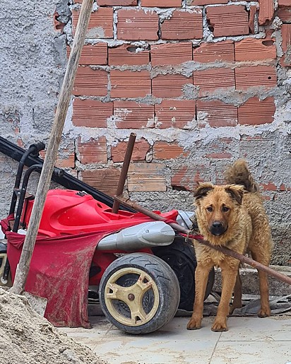 O cão foi encontrado amarrado por uma camiseta.