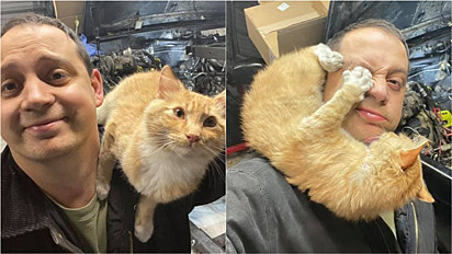 Gato invade a garagem do fotógrafo Steve Hamel, enquanto ele consertava o seu jipe e a presença do felino rende fotos hilárias.