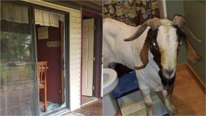 Cabra invade casa em Ohio (EUA) e faz maior bagunça na residência.