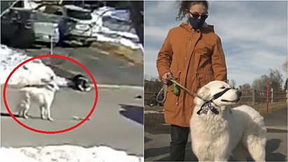 Uma cachorrinha de Ottawa, Canadá, salvou a sua dona que desmaiou na calçada ao pedir socorro a um motorista.