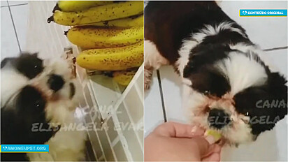 Shih-tzu, que vive com a sua dona em Santa Catarina adora banana e fica empolgado quando a mulher lhe oferece a fruta. 