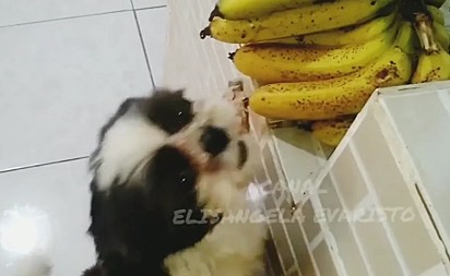 O cachorro Thed, de Santa Catarina, adora comer banana.