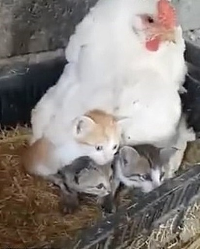 O fazendeiro Goran A Surchi descobriu que uma de suas galinhas havia colocado alguns gatinhos sob sua proteção depois que sua mãe morreu.