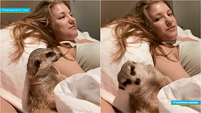 O suricato que vive em Moscou (Rússia) com a sua dona Ksudevil, em vídeo viral no TikTok segura o sono para não dormir durante filme.