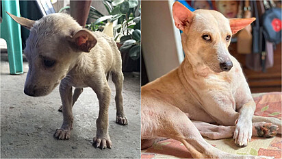 Cachorrinho resgatado das ruas de Bulacan, nas Filipinas, em foto com pose de atitude mostra que o amor transforma.