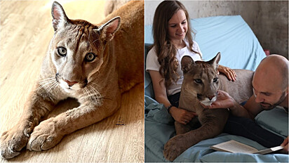 Puma que seria sacrificado é adotada por casal, possui um lar amoroso e é tão amável quanto qualquer outro animal de estimação.