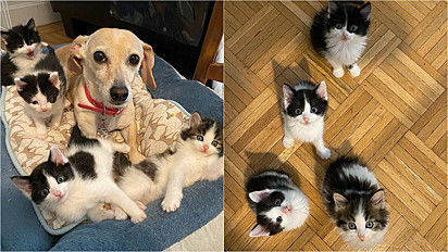Cão ajuda de sua cachorrinha, dona passa a cuidar de ninhada de gatos em lar temporário em Nova York, Estados Unidos.