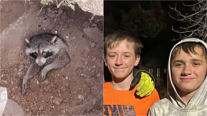 Dois garotos encontram guaxinim soterrado e com a ajuda de voluntários resgataram o animal.