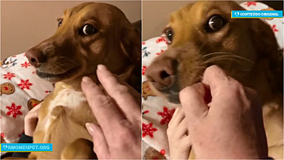 Cachorrinha se nega a entregar objeto que está na boca.