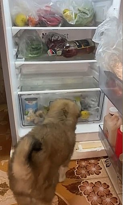 Soji fica aguardando seu dono abrir a geladeira para rapidamente entrar e deitar em uma das prateleiras.