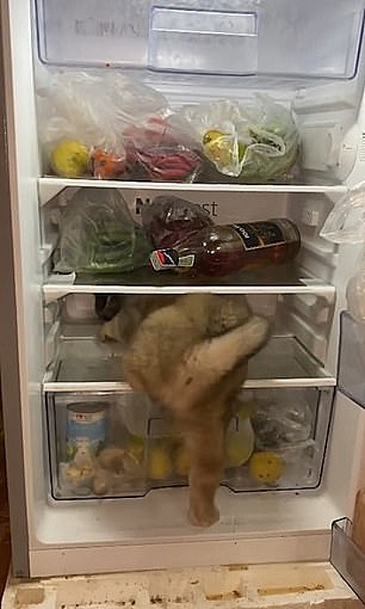 O esforço do filhote em entrar na geladeira é muito engraçadinho.