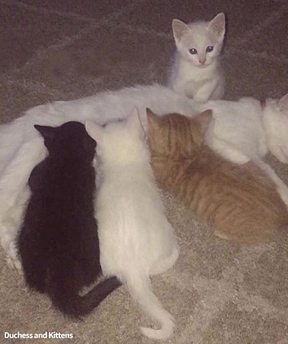 A gatinha deu à luz quatro lindos filhotes.