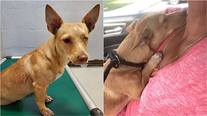 Cachorrinha rejeitada por abrigos locais na Geórgia (EUA), agora é amada e cuidada em lar temporário.