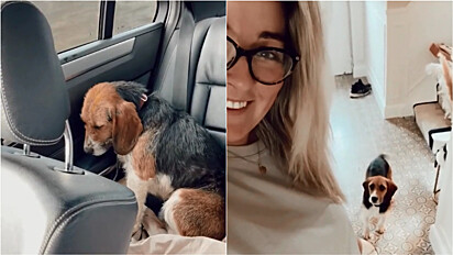 Mulher mostra a evolução do seu cão desde a adoção e vídeo viraliza no TikTok.