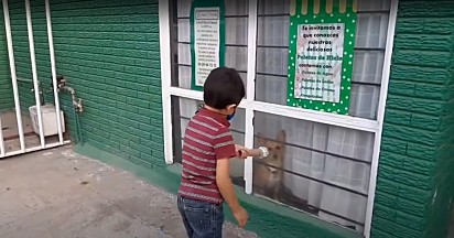 Embora o foco sejam os cães de rua, Santiago também dá a ‘voz’ aos cães de vizinhança.