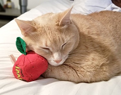 Seu brinquedo favorito é um tomate recheado com erva-dos-gatos, que ele gosta de atacar, morder e chutar com as patas traseiras.