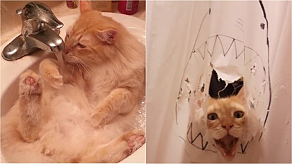 O gatinho descobriu a sua paixão por água e agora toda vez que a dona vai paro o banho ele a segue e destrói a cortina.