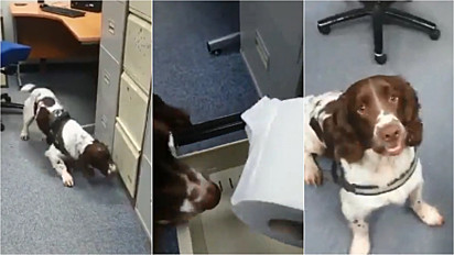 O cão policial Max aprende a farejar papel higiênico, produto que tem faltado no mercado escocês.