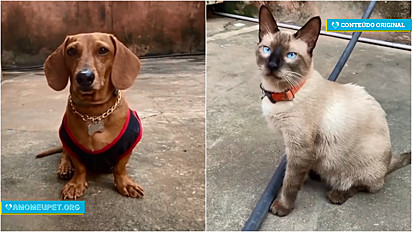 Um dachshund e um gato siamês fazem duelo de pets com rimas hilárias que viralizou nas redes sociais.