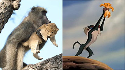 Babuíno e filhote de leão recriam cena do filme Rei Leão, no Parque Nacional Kruger, na África do Sul. 