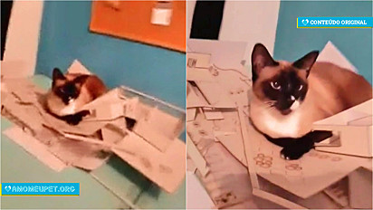 Estudante de Arquitetura e Urbanismo flagra seu gato destruindo sua maquete