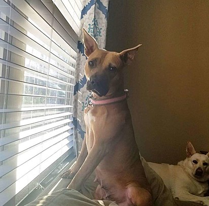 Tootsie com a sua irmã canina que está proibida de roubar o seu lugar na janela.